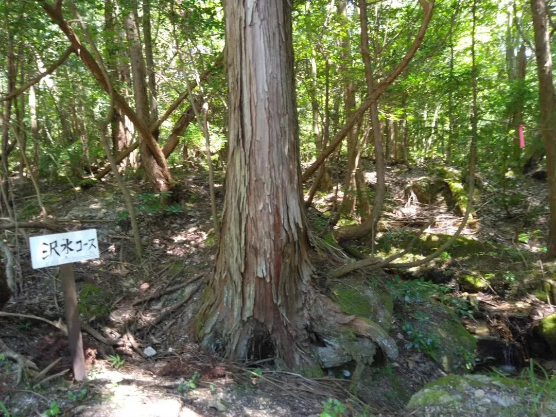 散策路（沢水コース）