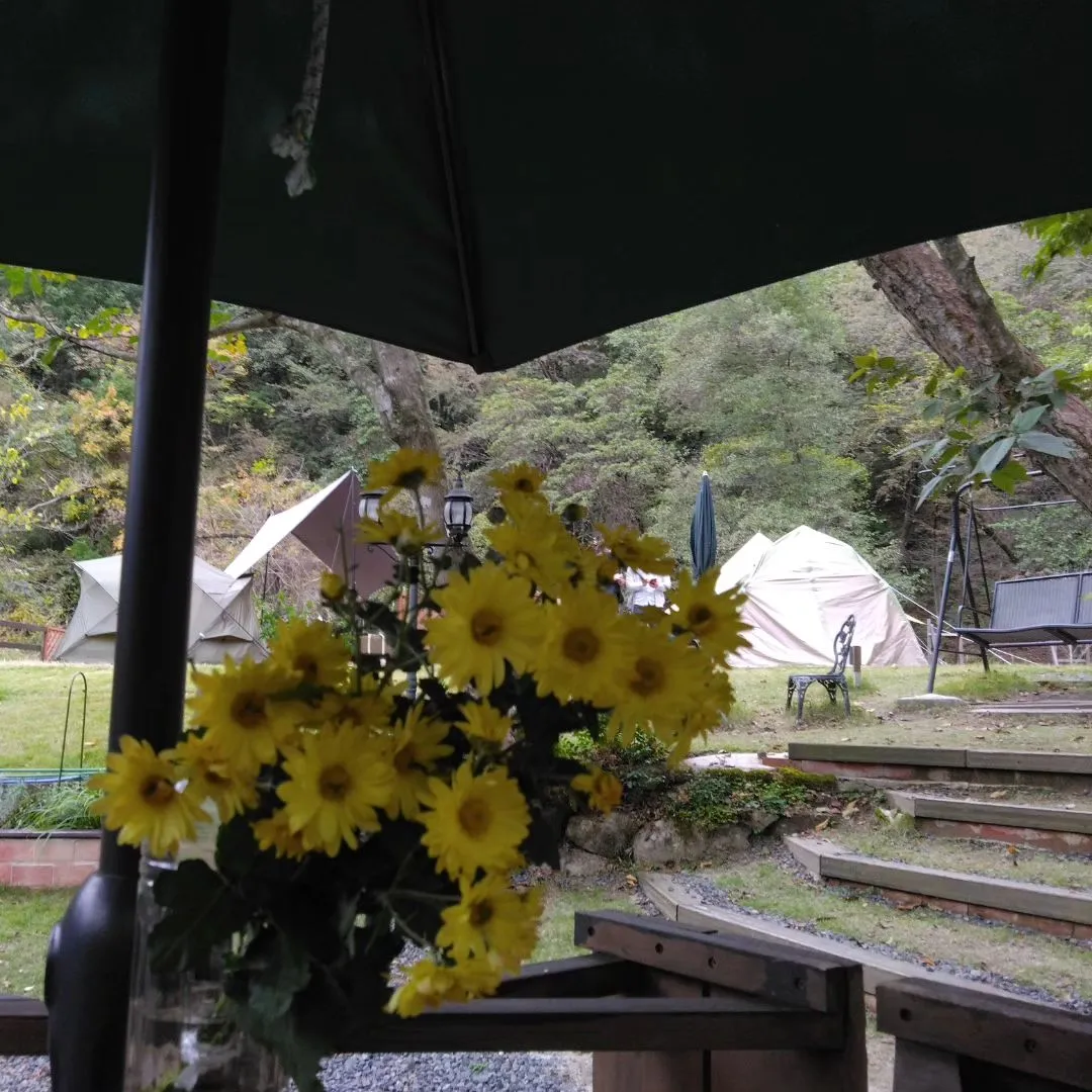 菊花の薫るキャンプサイト
