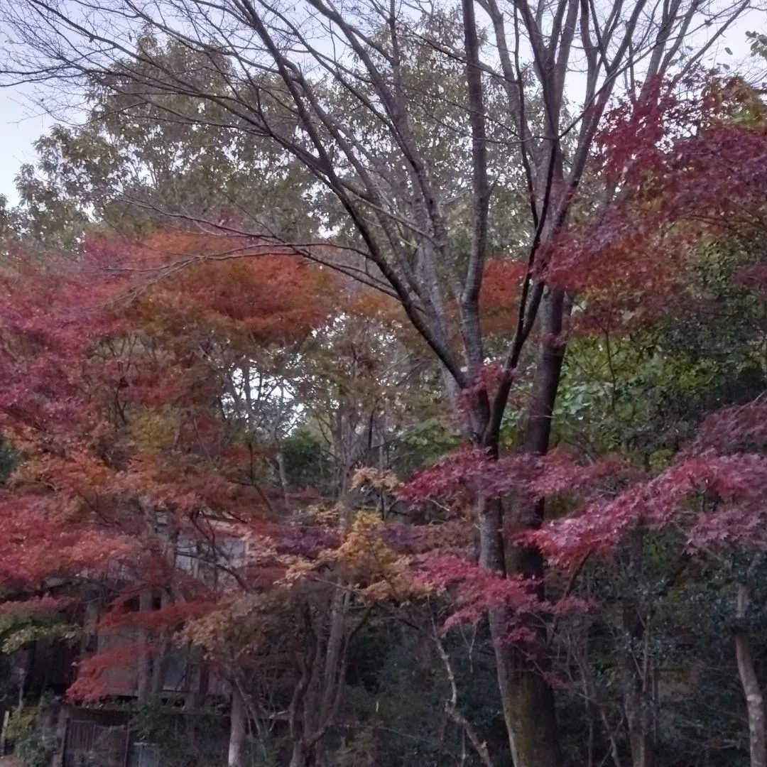 山の秋色は、もみじ🍁の紅と、菊の黄色…クロモジ・シロモジがそ...