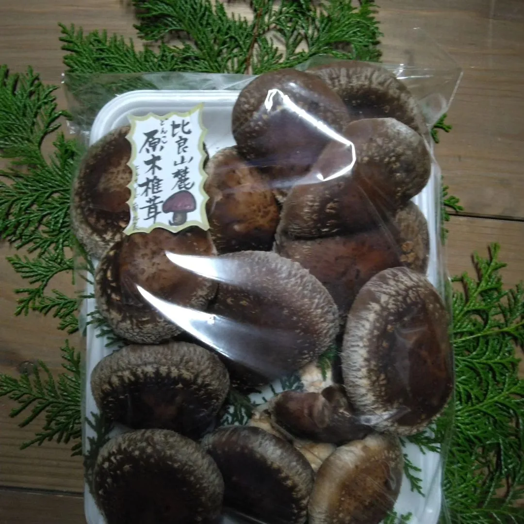 Winterキャンペーン“どんこ椎茸の収穫体験”受け付け中！