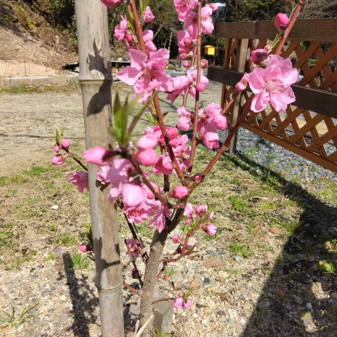 これは桃…！春の花咲く静かなキャンプ場