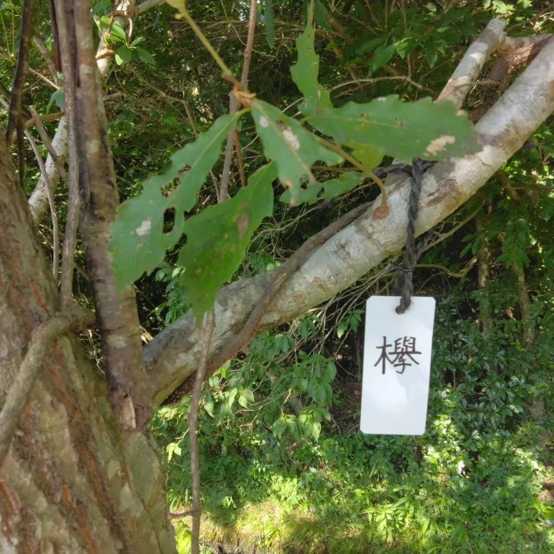 琵琶湖湖畔、アクセス抜群、欅の案内板、穴場のキャンプ場🍀