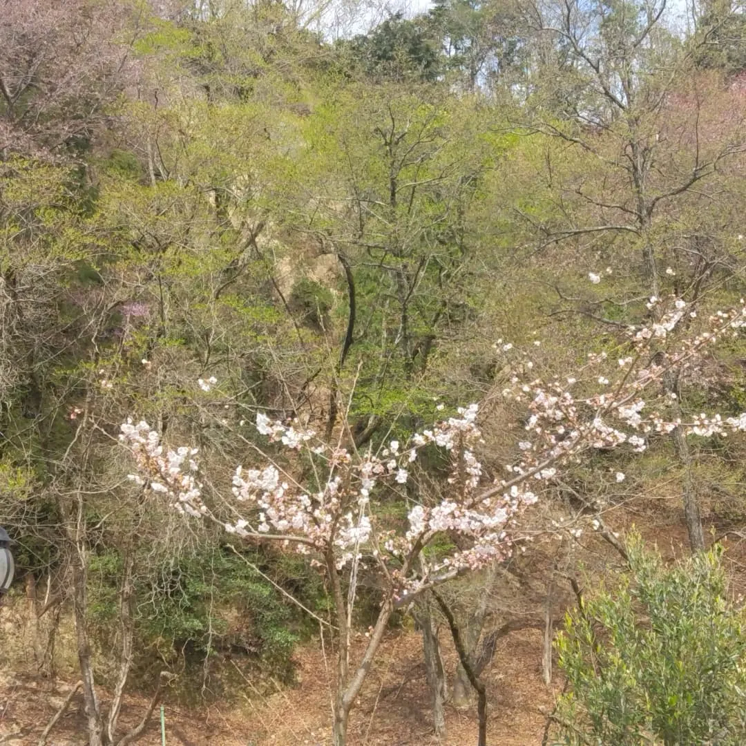 琵琶湖国定公園、比良山麓、キャンピングカー乗り入れ無料の、お...