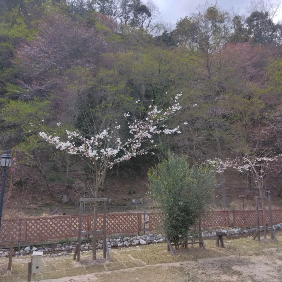 琵琶湖国定公園、比良山麓、キャンピングカー乗り入れ無料の、お...