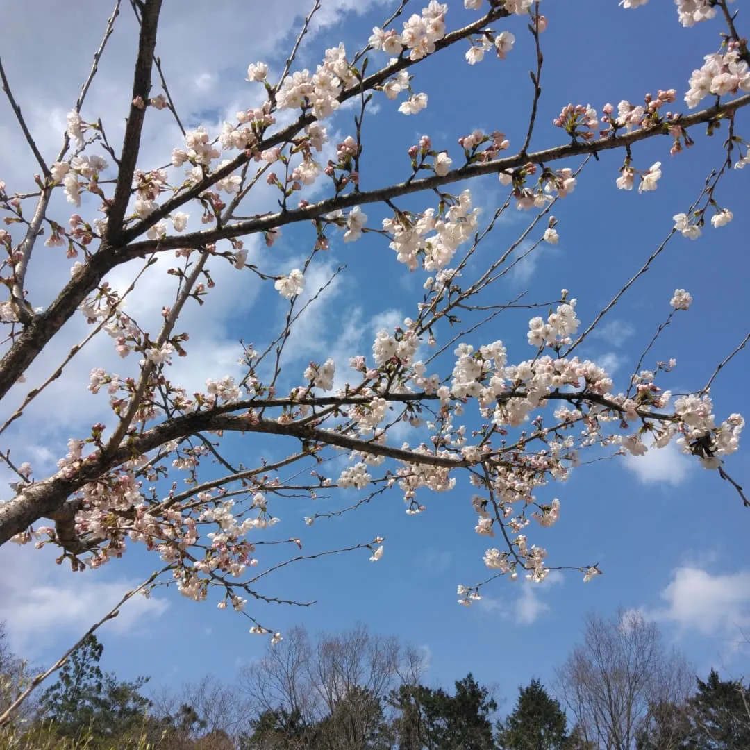 琵琶湖国定公園、比良山麓、キャンピングカー乗り入れ無料の、お...