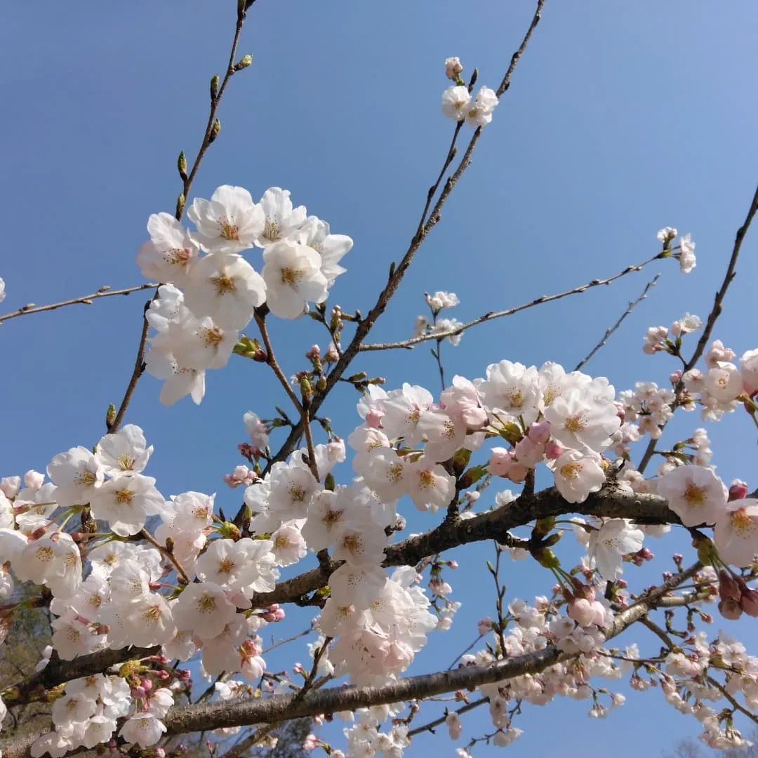 琵琶湖国定公園、比良山麓、キャンピングカー乗り入れ無料の、お...