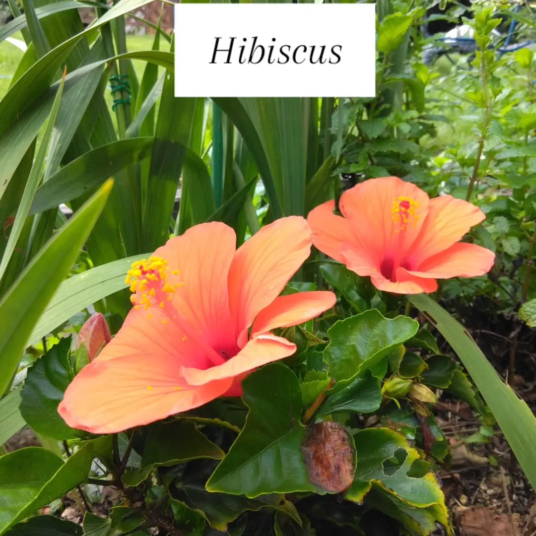 Hibiscus咲く緑のキャンプ場