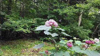 蝶の飛び交うプライベートcamp