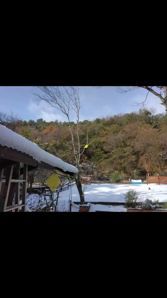 琵琶湖国定公園、比良山麓、降雪のキャンプ場、車乗り入れ無料の...