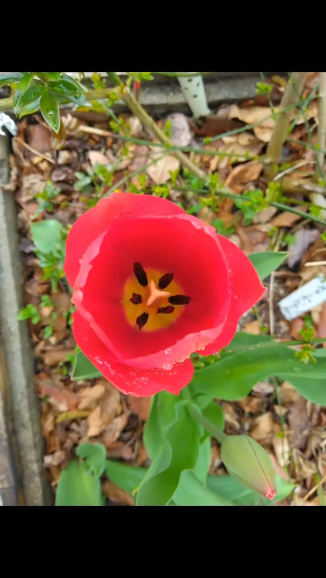 琵琶湖国定公園、比良山麓の貸しきりキャンプ場、春色のキャンプ...