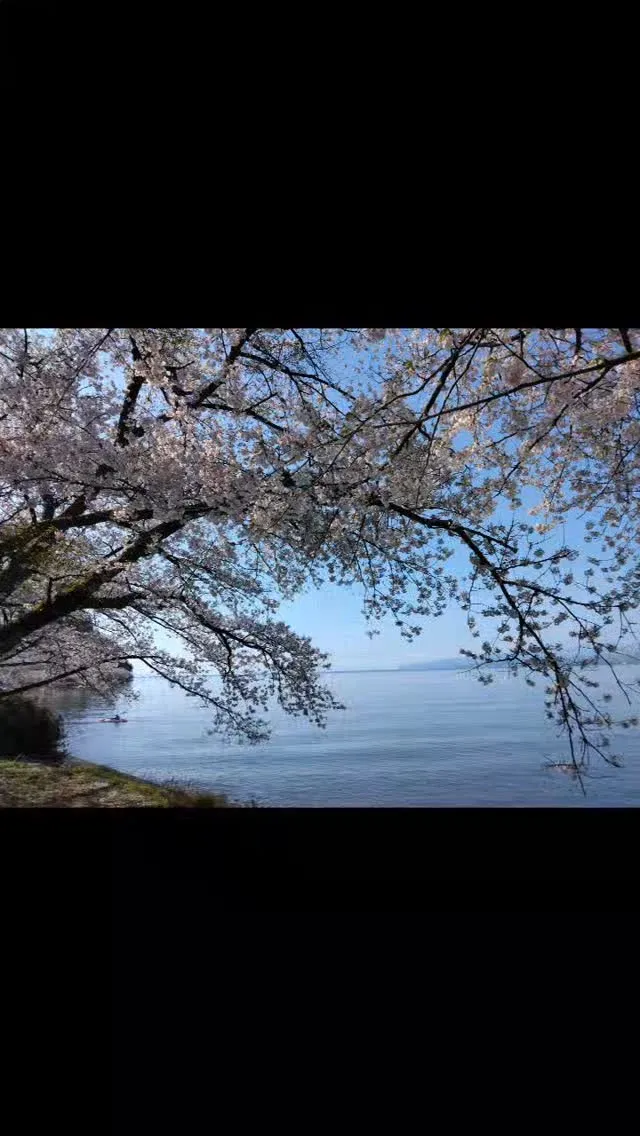 琵琶湖国定公園、桜満開の琵琶湖湖畔、山桜咲き誇る比良山麓の、...