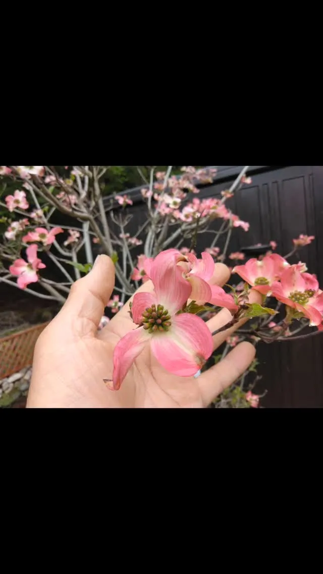 琵琶湖国定公園、比良山麓、小糠雨降る芝生、山笑う山麓、ハナミ...