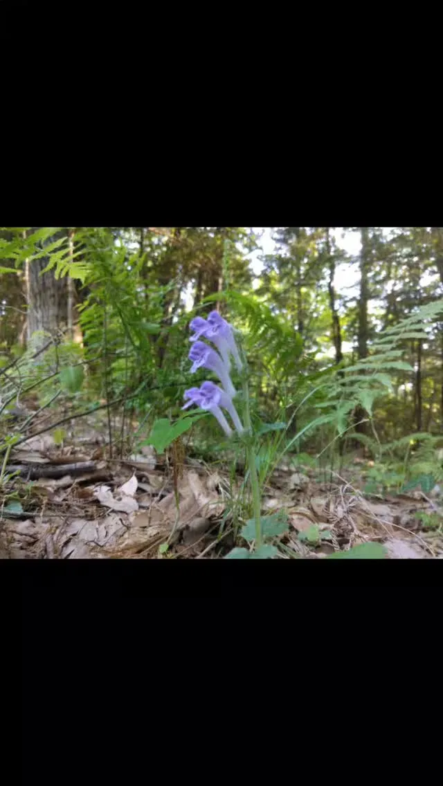 琵琶湖国定公園、比良山麓、夏を告げる立浪草、貸し切り可能な、...
