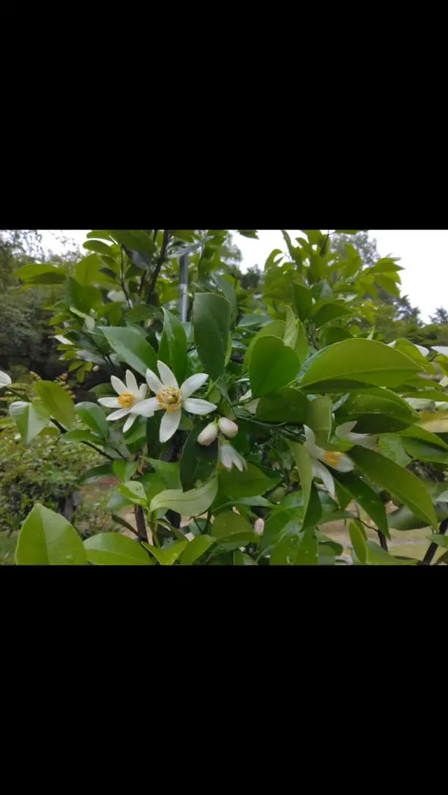 琵琶湖国定公園、比良山麓、レモン🍋の花開く、サクランボ🍒なる...