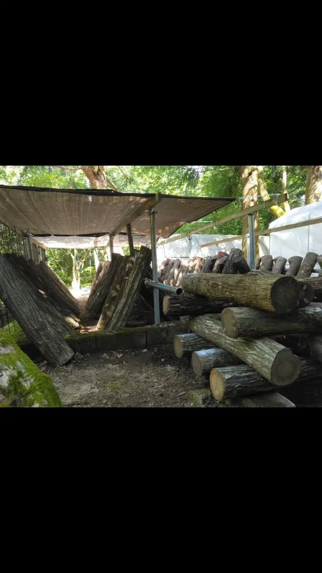 琵琶湖国定公園、比良山麓、椎茸原木栽培、卯の花咲き誇る、森の...