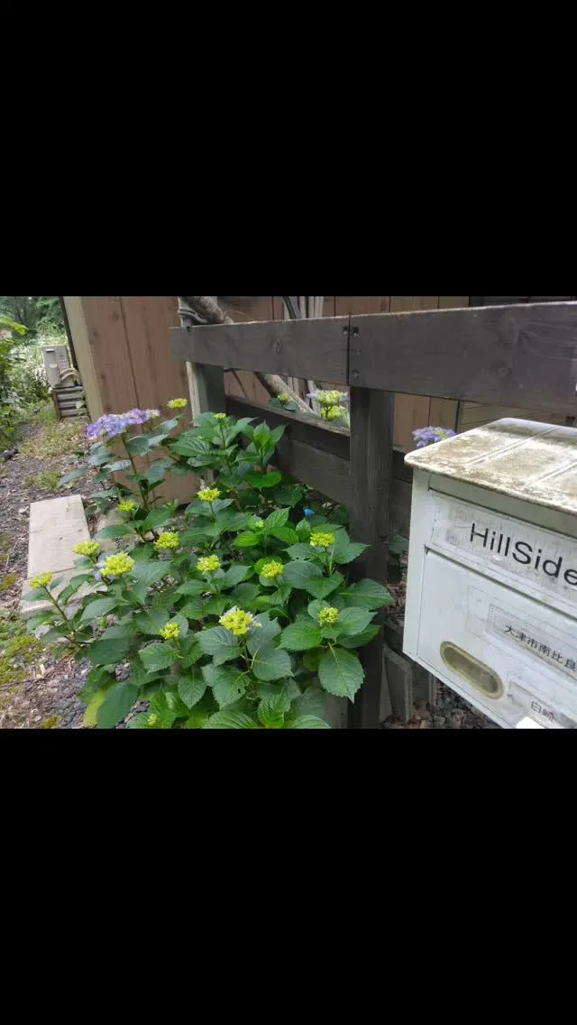 琵琶湖国定公園、比良山麓、森の花咲くキャンプ場、イボタノキ、...