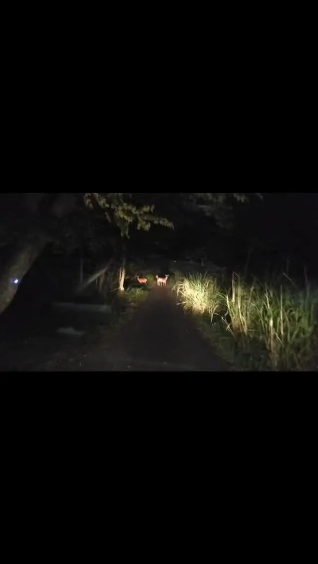 琵琶湖国定公園、比良山麓、夜のお散歩、鹿のお散歩、おすすめ穴...