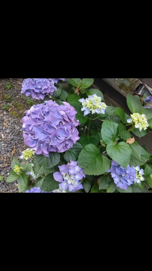 琵琶湖国定公園、比良山麓、紫陽花が満開の、車乗り入れ無料の、...