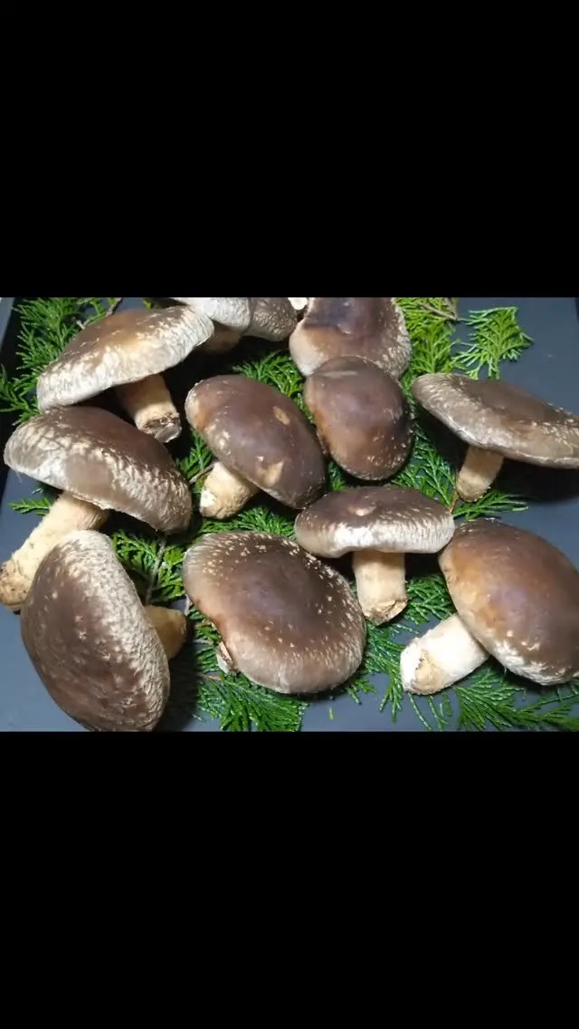 原木椎茸販売中ー！