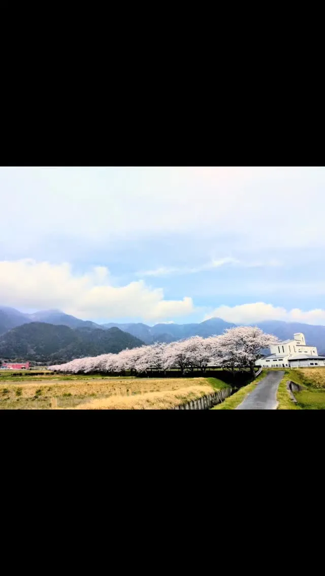 桜舞い散る比良山麓