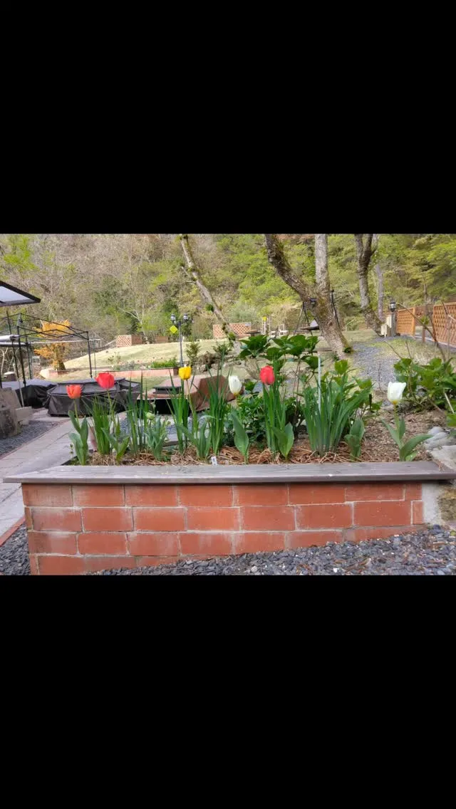 チューリップ🌷満開