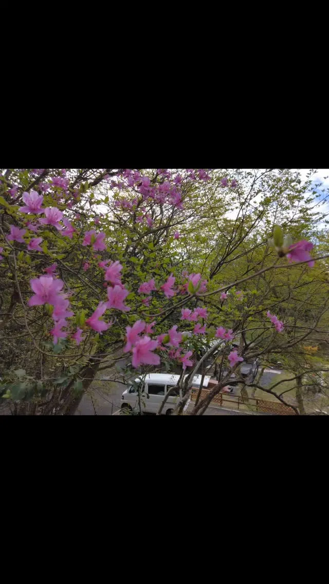 山ツツジ満開の