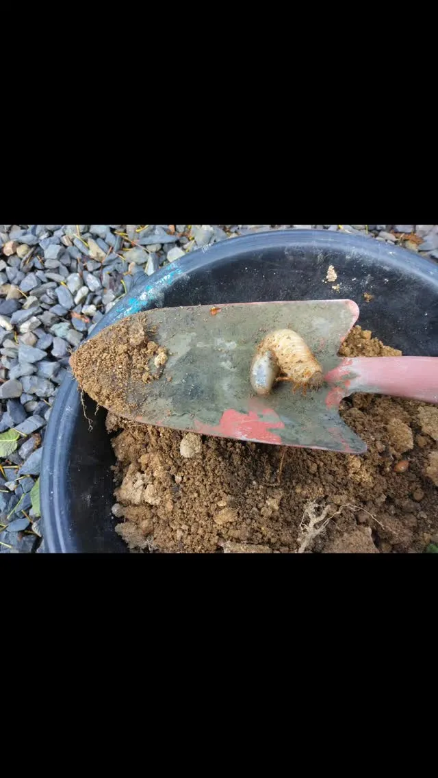 何の幼虫か…？