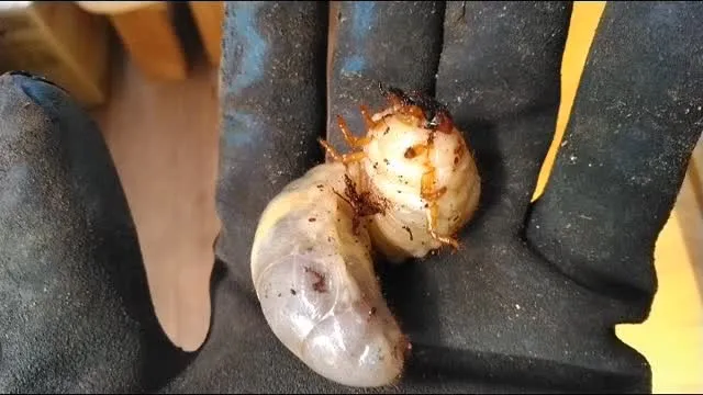 幼虫出現！