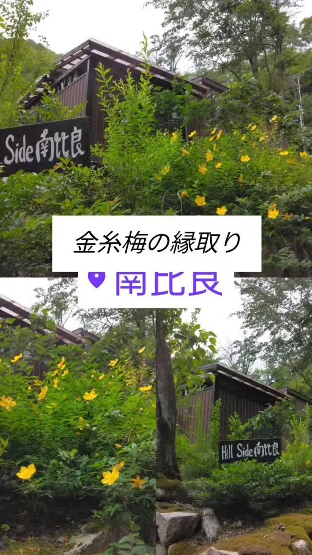 金糸梅の縁取り