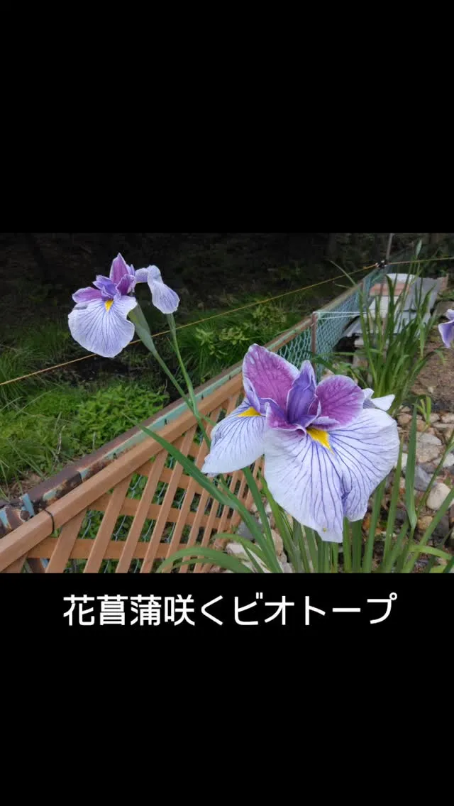 花菖蒲咲くビオトープ