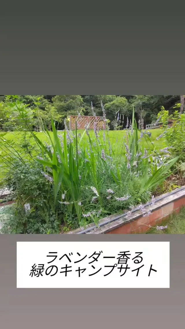 lavender香る