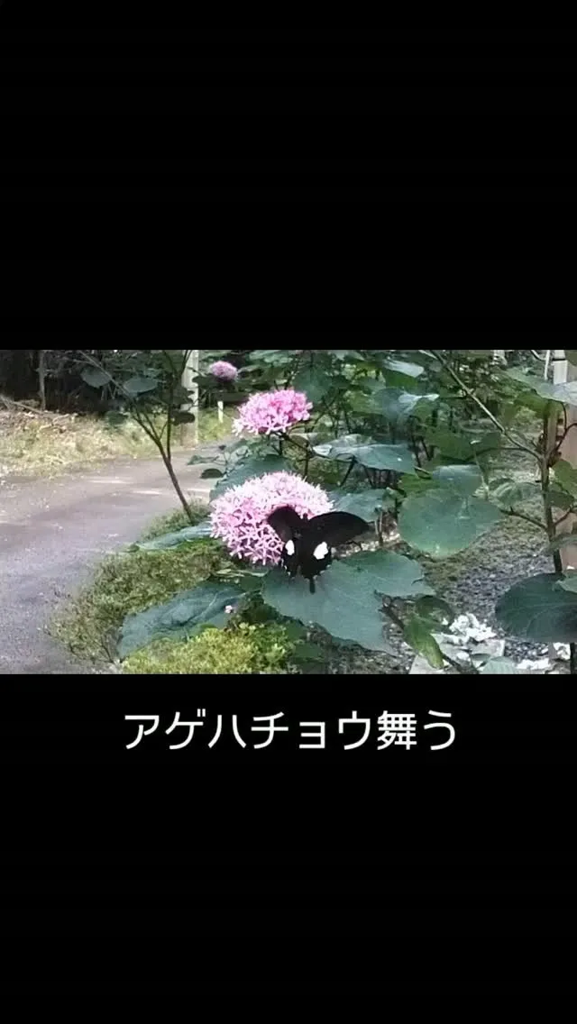 アゲハチョウ舞う