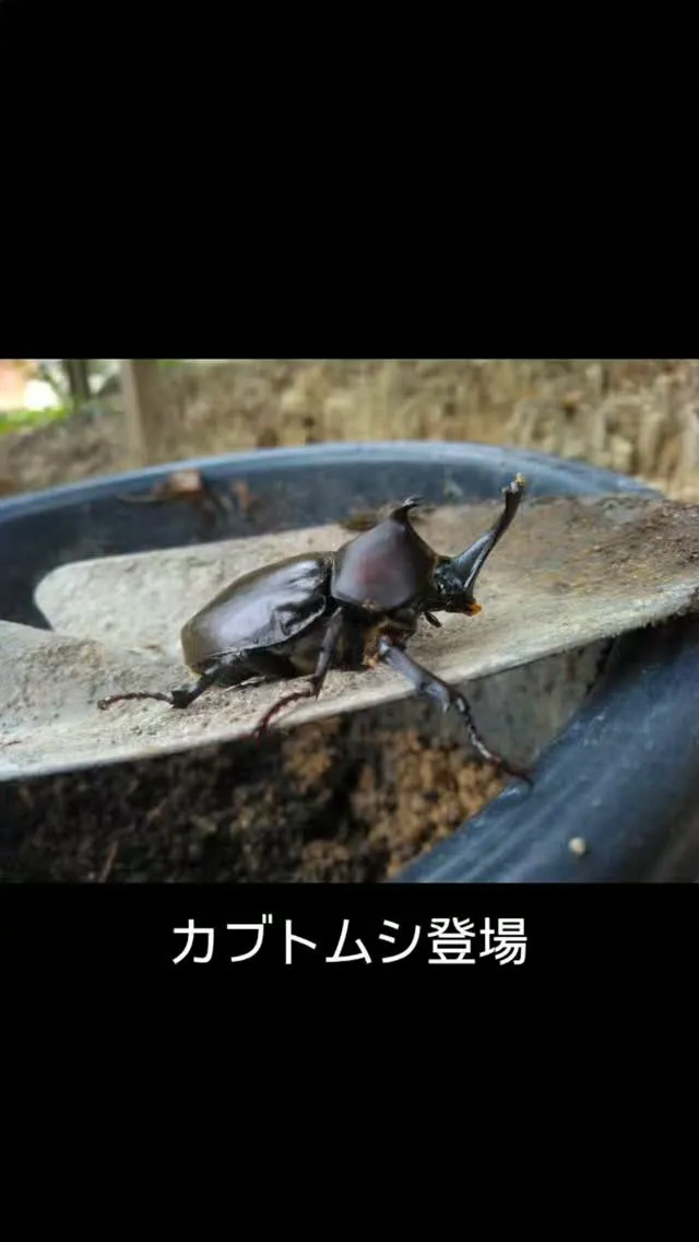 夏の主役
