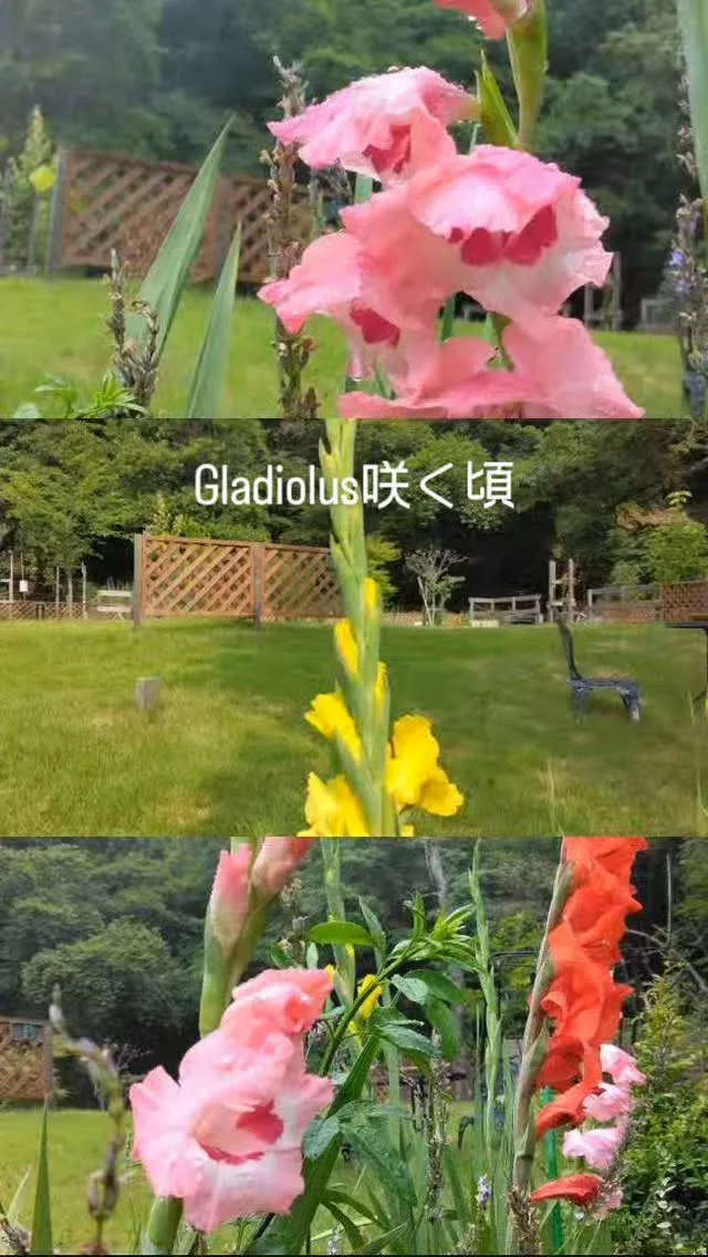 Gladiolus咲く頃