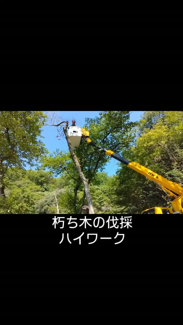 朽ち木の伐採工事