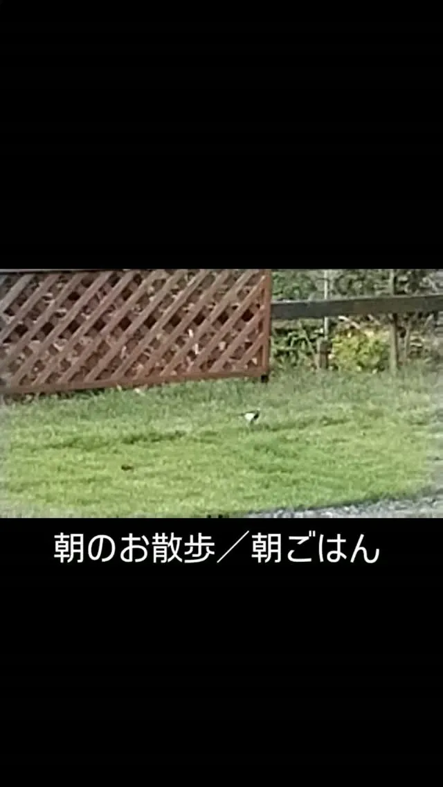朝のお散歩／朝ごはん