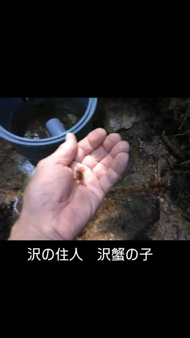沢水からの取水口