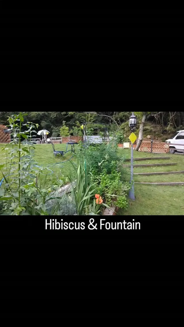 Hibiscus咲く緑のキャンプ場
