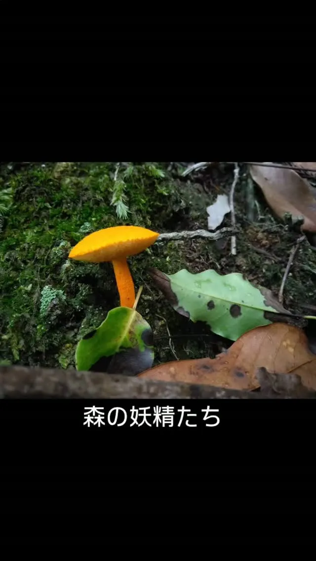 森の妖精たち