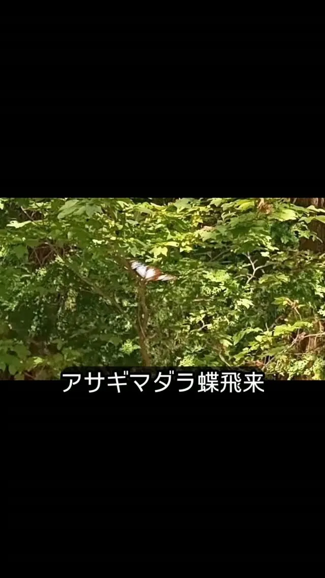 アサギマダラ蝶が秋にも飛来！