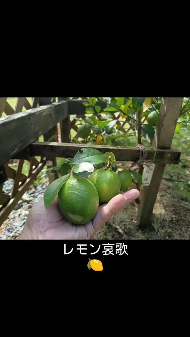 レモン哀歌🍋